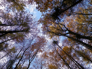 Forest, autumnal trees against blue sky nature background.
