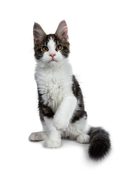 Cute black tabby with white Maine Coon cat kitten sitting front view. Looking straight to lens. Isolated on white background. One paw in air and tail around body.