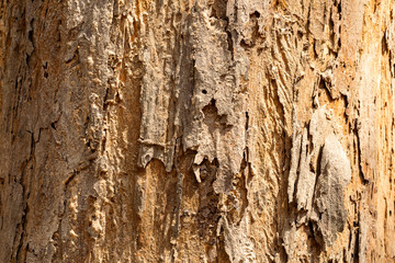 Skin wood texture