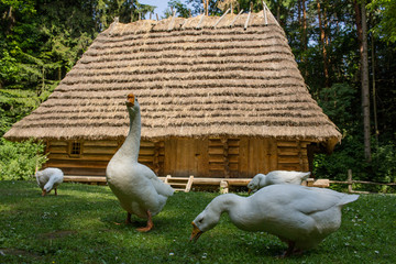 Old farm of geese with bog grean meadow and vintage wooden house