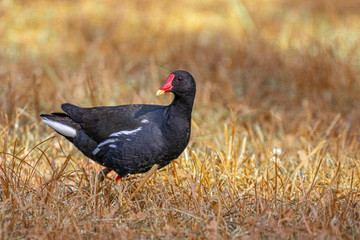 Eurasian common moorhen (Gallinula chloropus) also known as marsh hen and swamp chicken