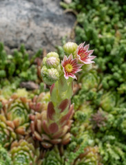 Common houseleek or thunder-plant, Sempervivum tectorum