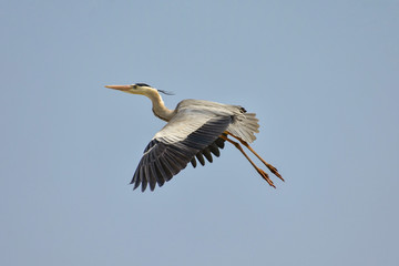 A Grey Heron (Ardea cinerea) in flight