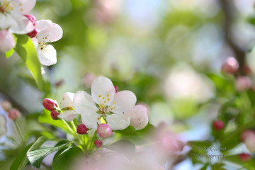 Obraz premium blooming cherry tree