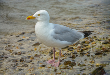 Fototapeta na wymiar Side view of European herring gull (Larus argentatus).
