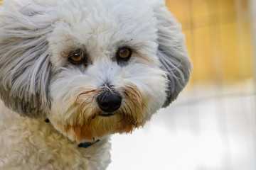 White Coton de Tulear face close-up