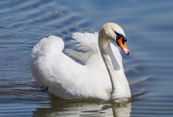 Detail portrait of Mute Swan (Cygnus olor)  in its natural habitat