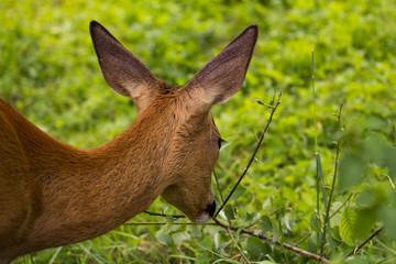 baby deer eating green grass portrait