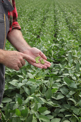 Naklejka na ściany i meble Farmer or agronomist examining green soybean crop and plant in field