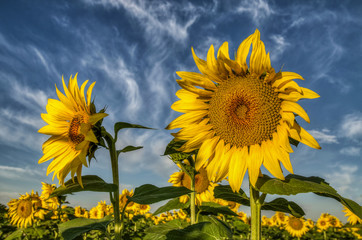 Close-up view of a young sunflowers  over cloudy sky