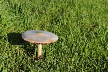 one mushroom in the park in the niddle of green grass