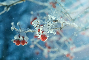Red berries of viburnum with hoarfrost