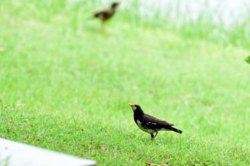 Asian pied myna