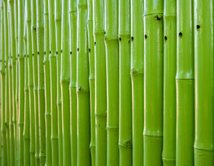green of tropical bamboo