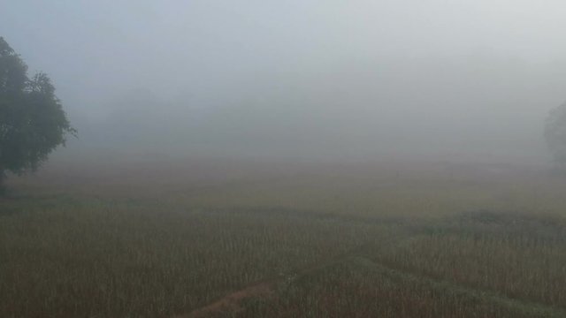 Full HD footage aerial view rice field with fog in the morning, Thailand. Drone flying forwards with low level