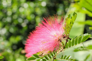 Pink red powder puff at garden
