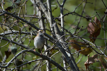 Fototapeta premium White Throated Sparrow