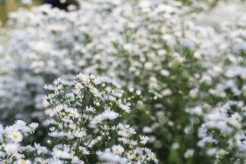 White cutter flowers blooming at garden.
