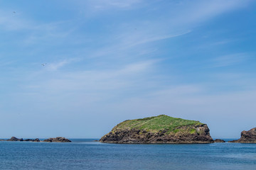 カモメの島