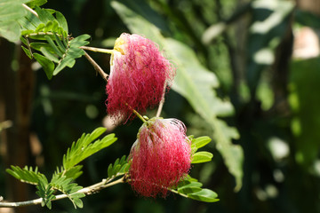 Pink red powder puff at garden