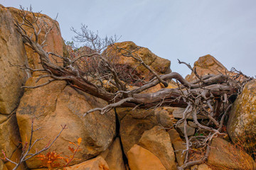 сухое дерево в горах