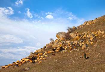 овцы на пастбище