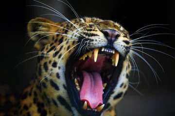 Foto auf Acrylglas Panther Porträt des erwachsenen weiblichen Leoparden brüllt