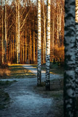 Landscape with idyllic Finnish birch forest on sunset