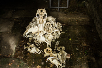 Many skulls of random animals in old castle 
