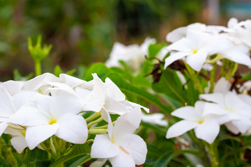 Plumeria flowers are blossoming