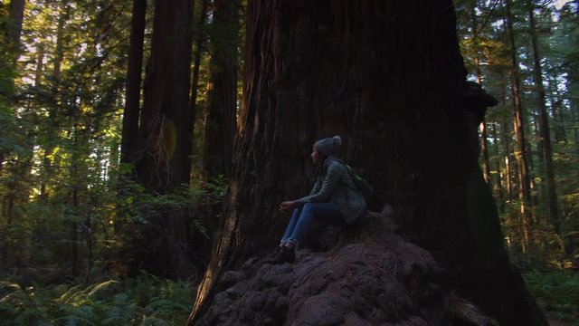 Woman sitting on large tree rood observing the beautiful forest around her.