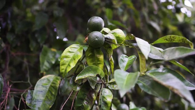 Orange tree. Not ripe oranges hang on the branches. 4k