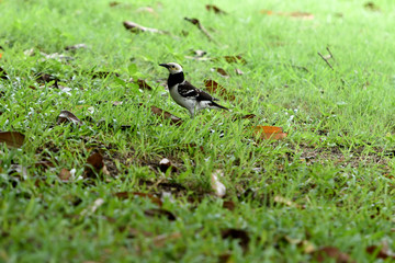 Black - collared myna