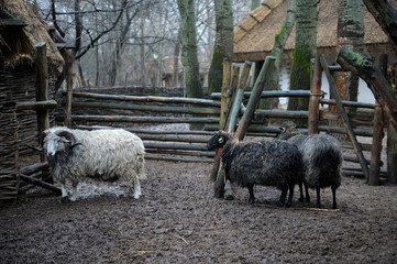 Sheep standing around in the Ukrainian traditional cattle pen