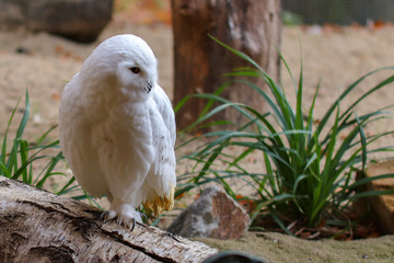 Schneeeule