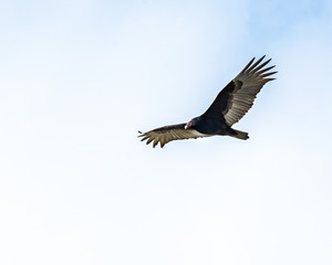 Fototapeta na wymiar Turkey Vulture soaring above Pearland!
