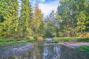 Autumn russian forest
