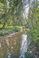Autumn russian forest
