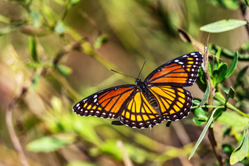 Viceroy Butterfly along the nature trail in Pearland!