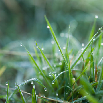 Spring grass in the meadows after rain -  natural colours delicate sunrise background for spring. Mountain dew after rain, fresh water drops on the grass.