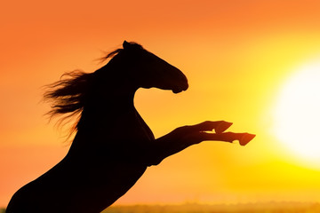 Horse with long mane rearing up silhouette at sunrise