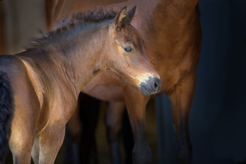 Bay cute foal on dark background