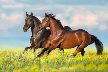 Two bay horse run gallop on flowers field with blue sky behind