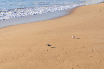 Birds at a sandy beach, Algarve region, Portugal near Faro