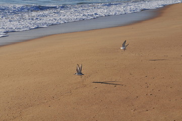 Birds at a sandy beach, Algarve region, Portugal near Faro