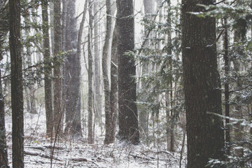 Snow in the Woods