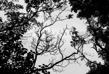 Leafless branches isolated on white background