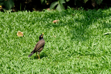 Common myna