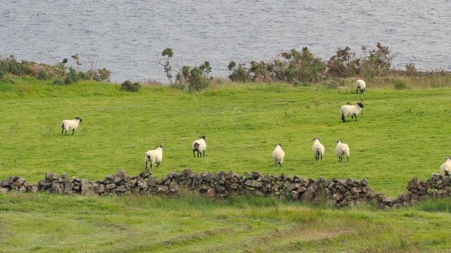 Sheep grazing next to Lough Nafooey, in the Connemara area of Ireland.
