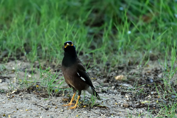 Common myna